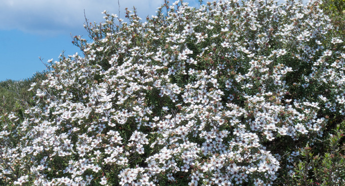 Le manuka : la plante et sa fleur